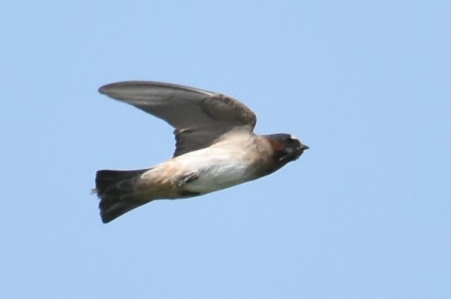 Cliff Swallow - ML620648470