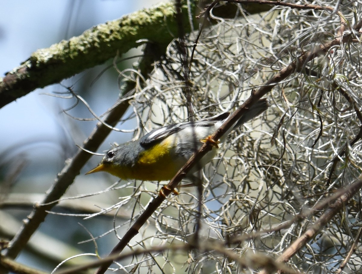 Northern Parula - ML620648476