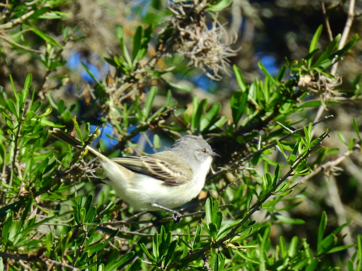 Suiriri Flycatcher - ML620648477