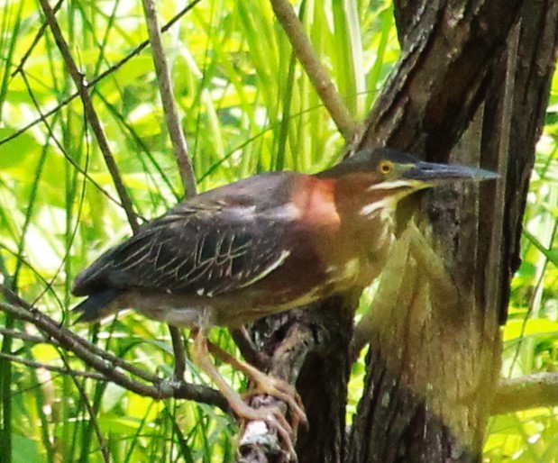 Green Heron - ML620648480