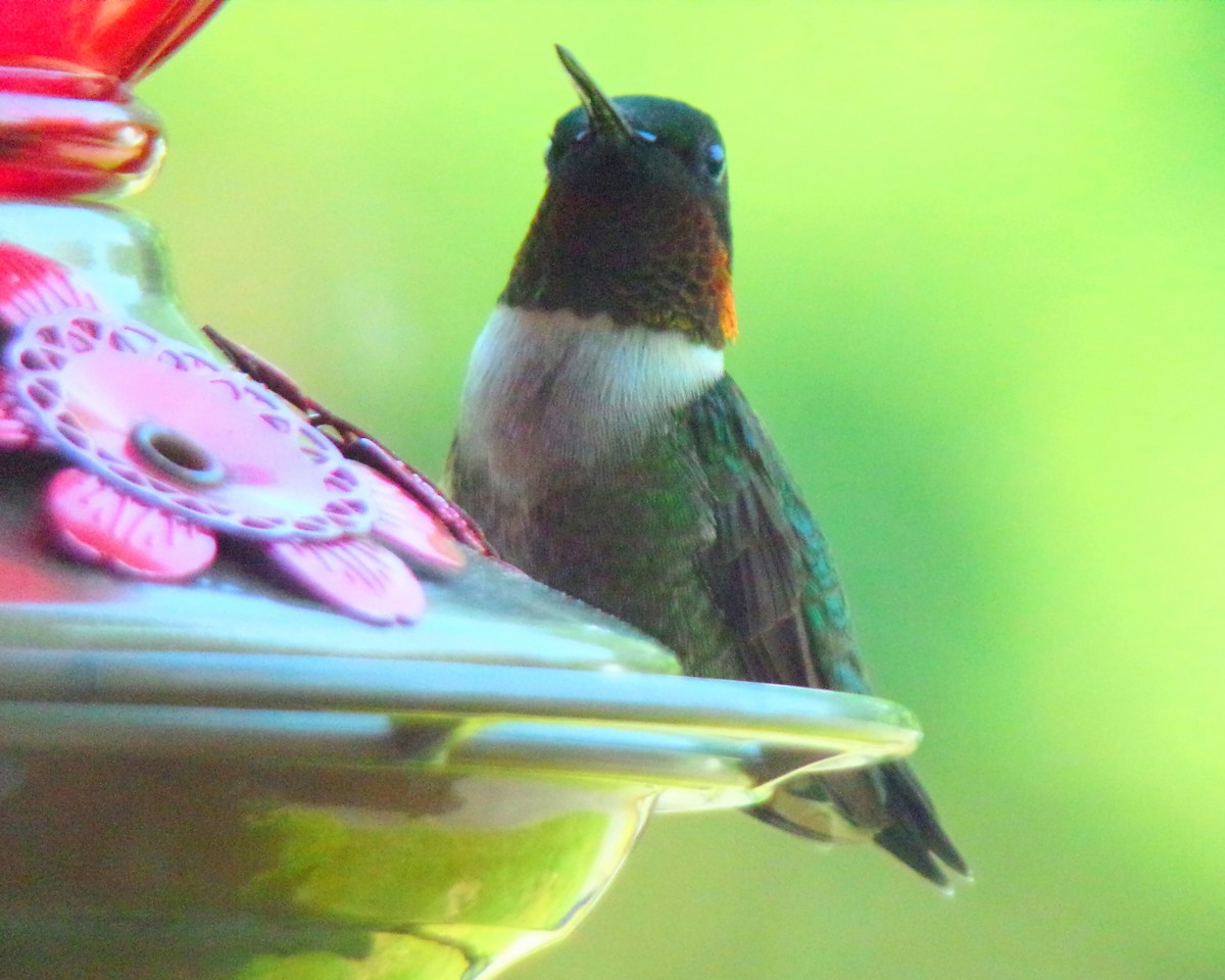 Colibri à gorge rubis - ML620648481