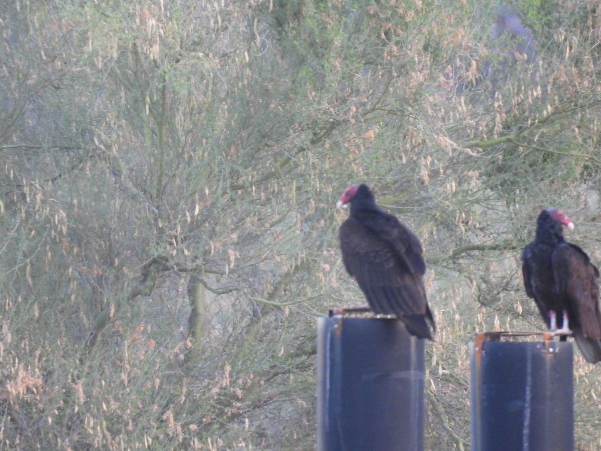 Turkey Vulture - ML620648482