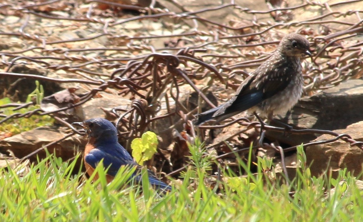 Eastern Bluebird - Judy McCord