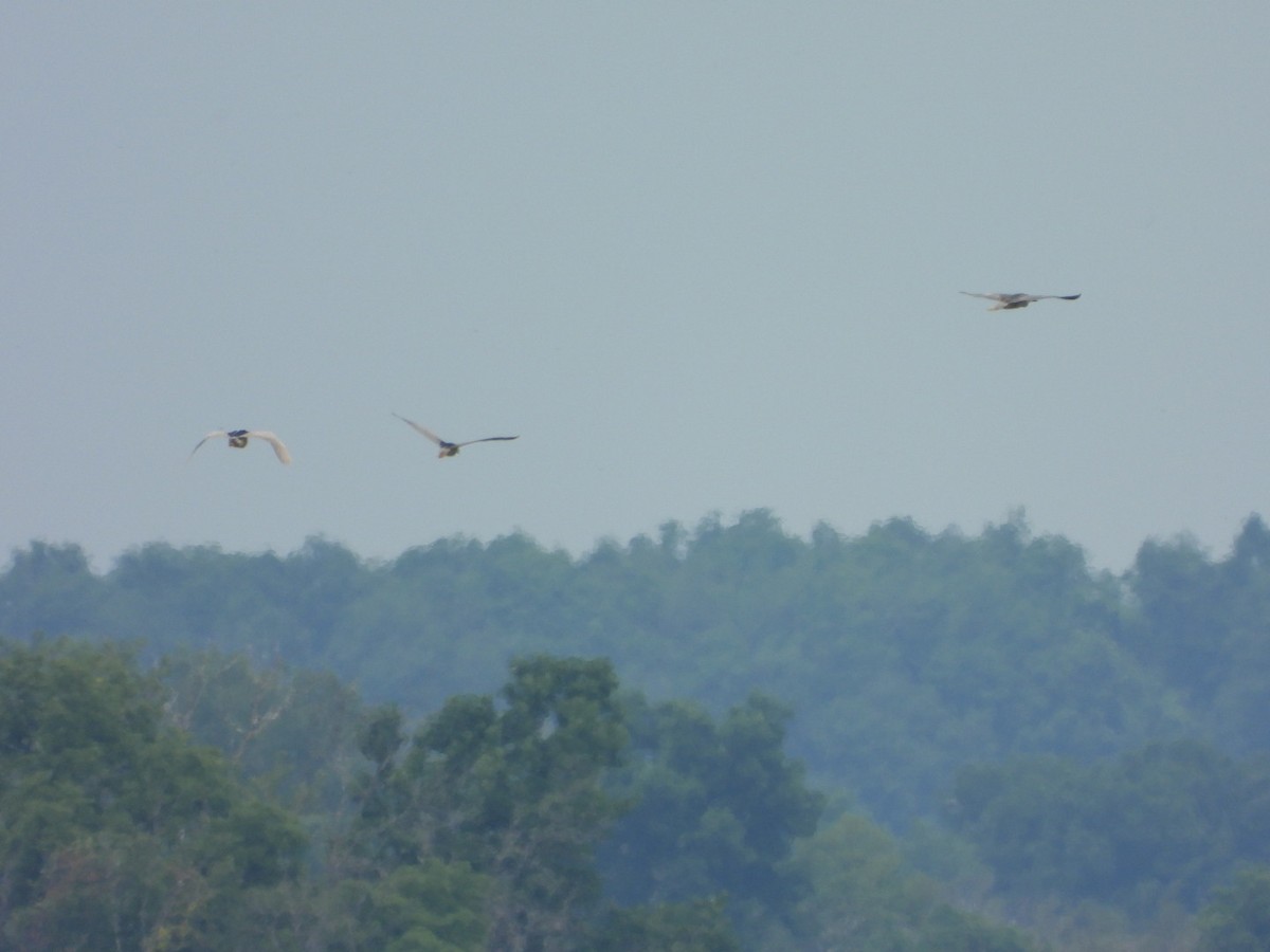 Black-crowned Night Heron - ML620648493