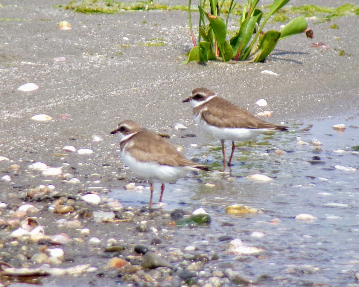 Semipalmated Plover - ML620648499