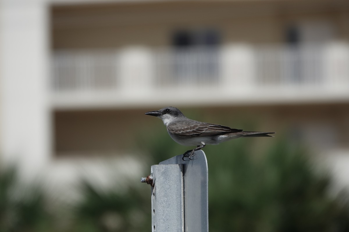 Gray Kingbird - ML620648502