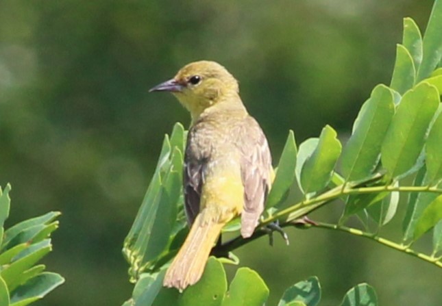 Orchard Oriole - ML620648503