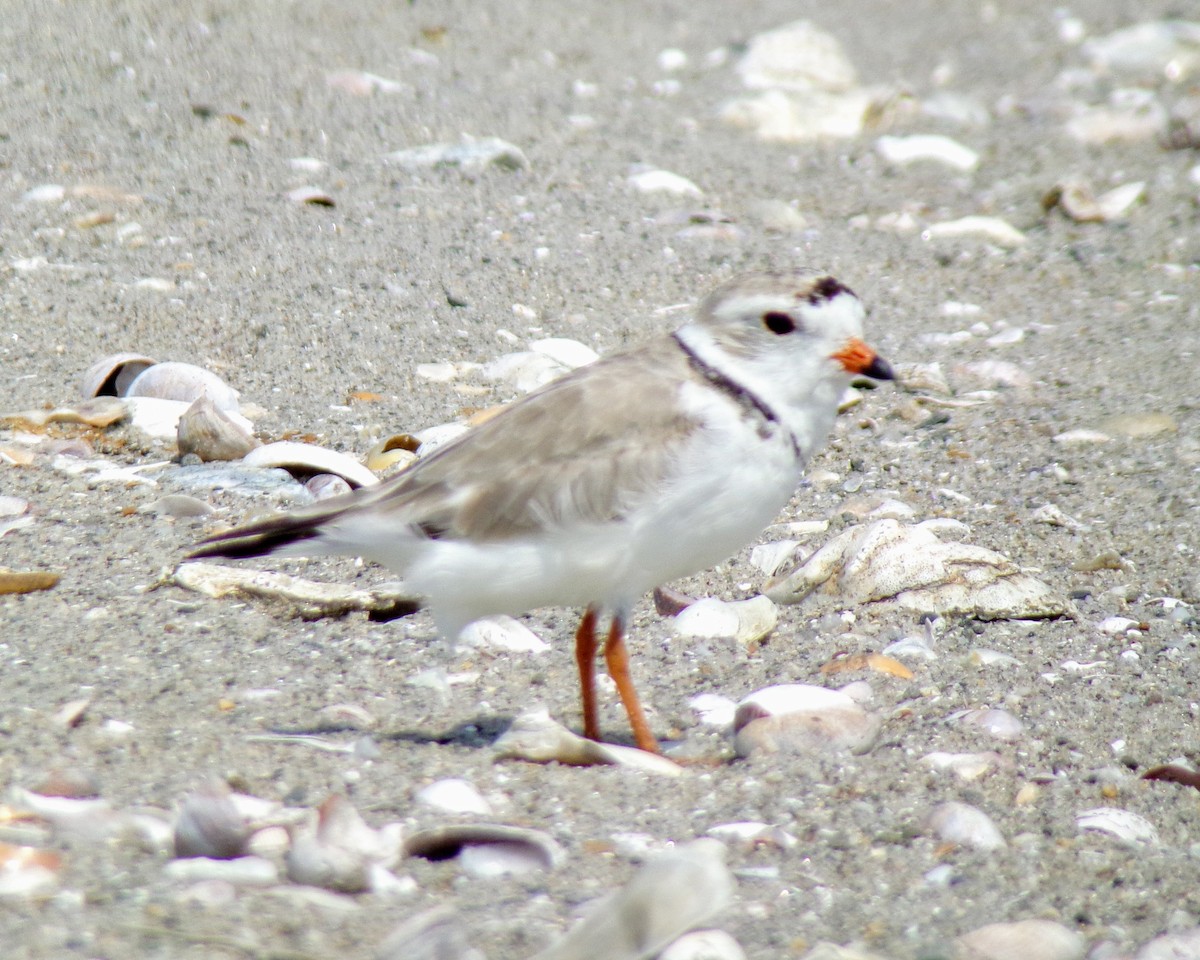 Piping Plover - ML620648507