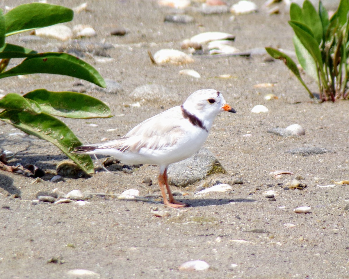 Piping Plover - ML620648508