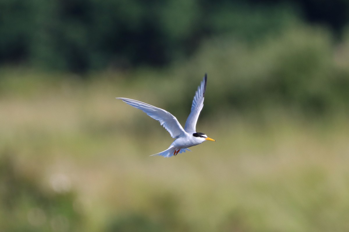 Little Tern - ML620648509