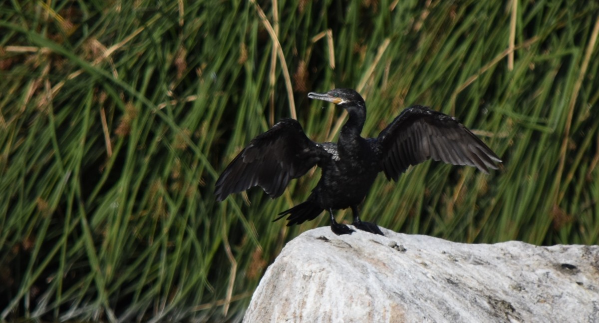 Neotropic Cormorant - ML620648511