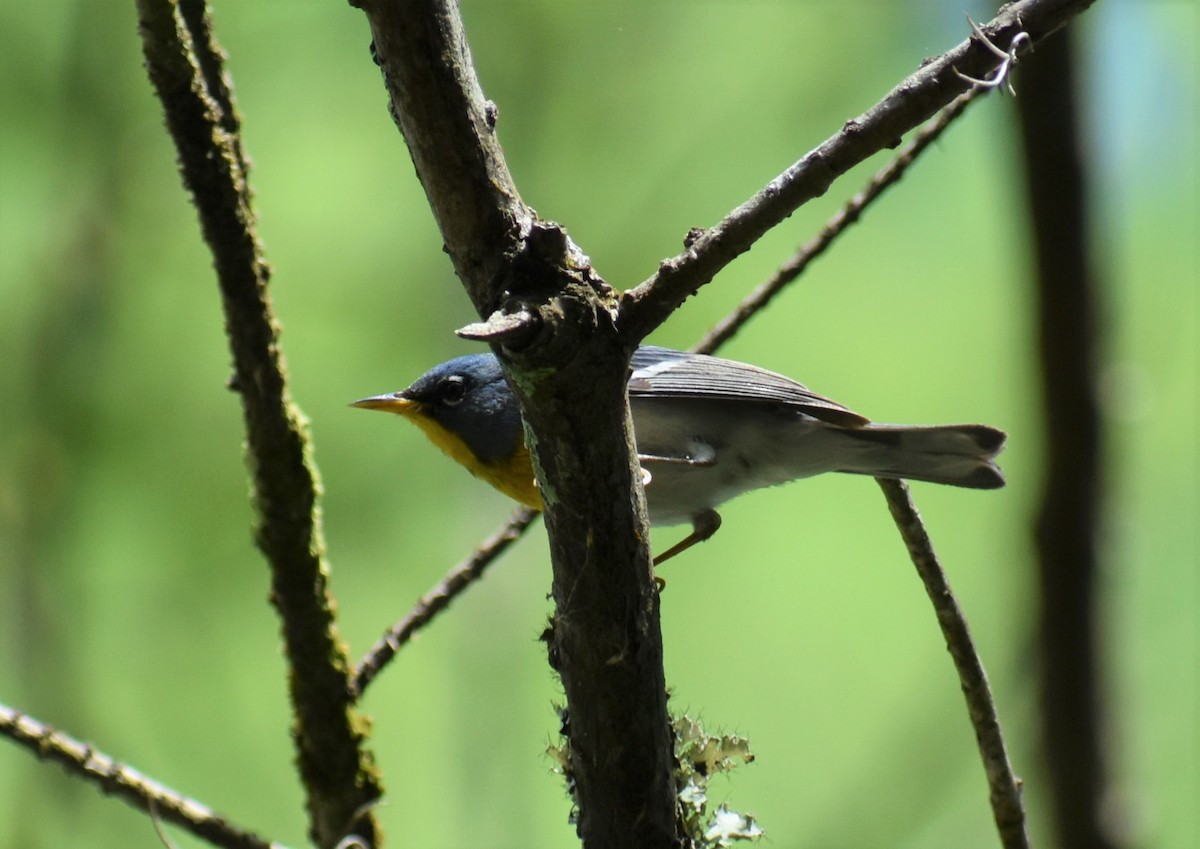 Northern Parula - ML620648512