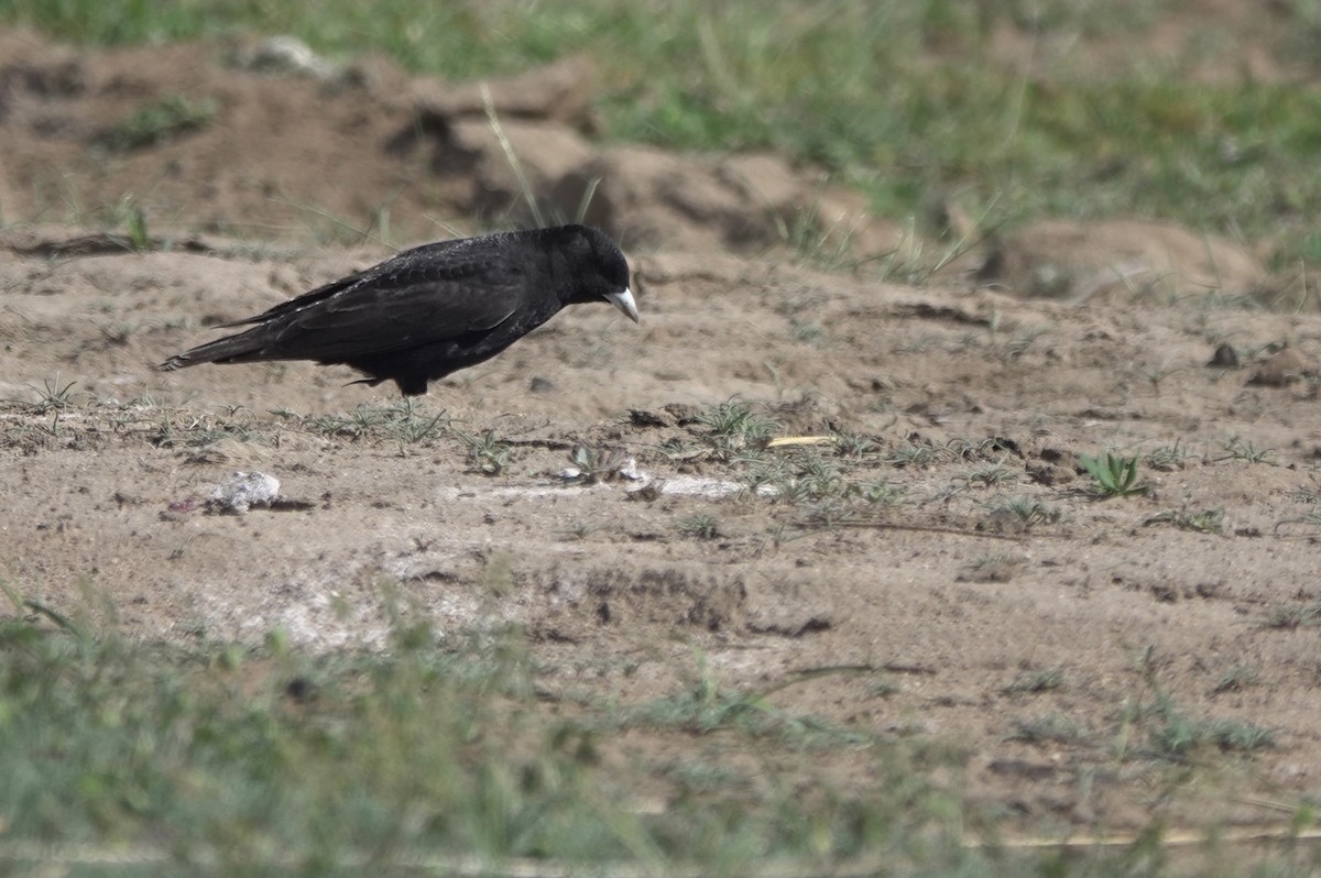 Calandria Negra - ML620648517