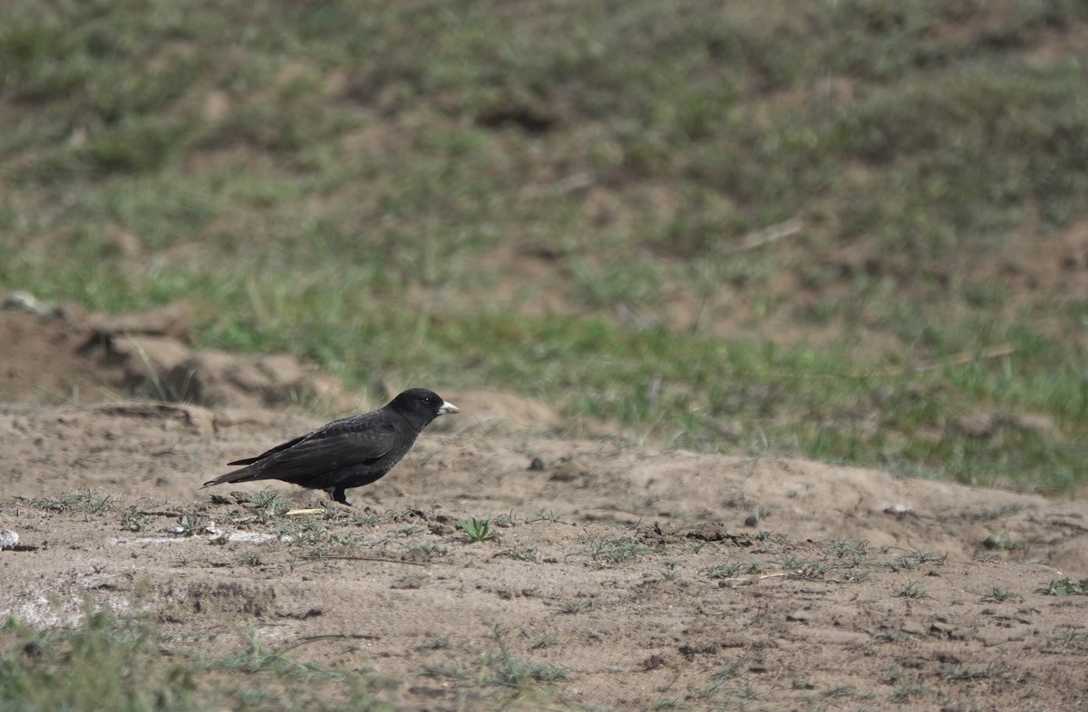 Calandria Negra - ML620648519