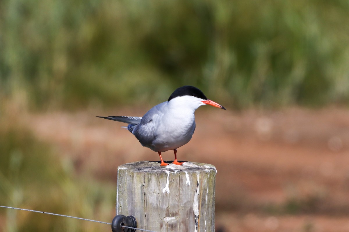 Common Tern - ML620648521