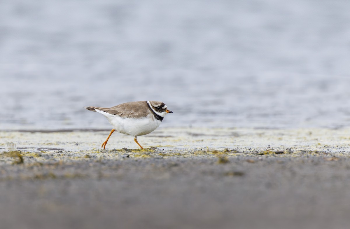 Common Ringed Plover - ML620648522