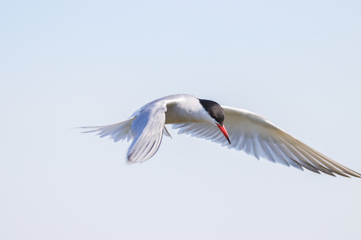 Common Tern - ML620648525