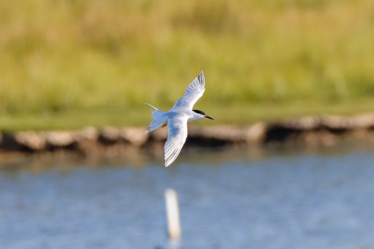 Roseate Tern - ML620648528