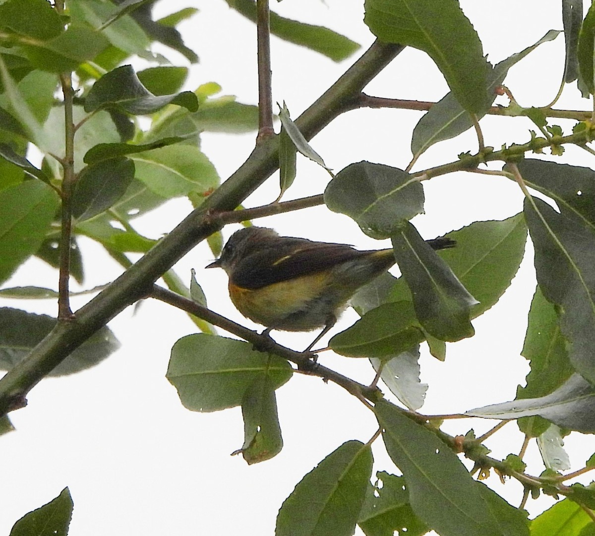 American Redstart - Sarah Hobart