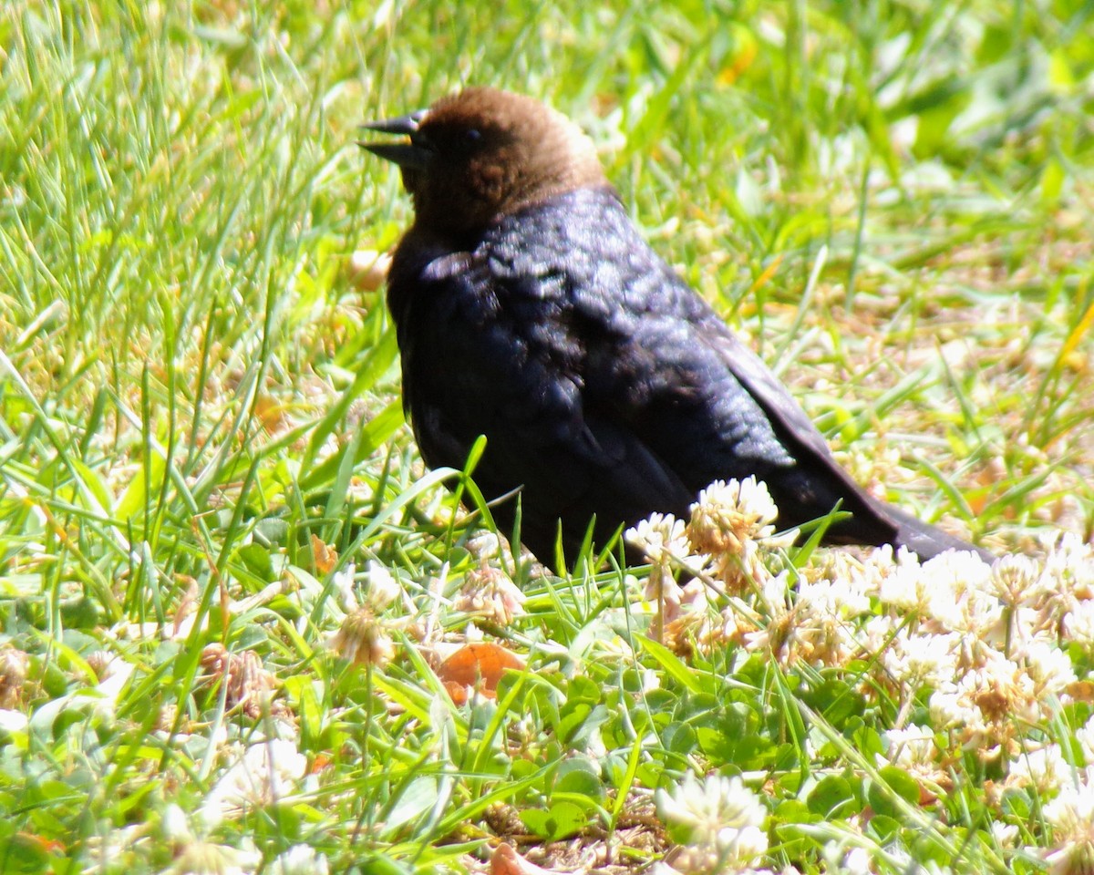 Brown-headed Cowbird - ML620648533