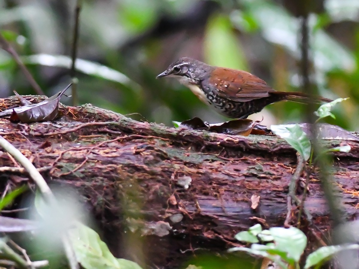 Brustflecktapaculo - ML620648534