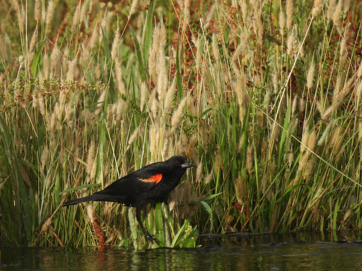 Red-winged Blackbird - ML620648536