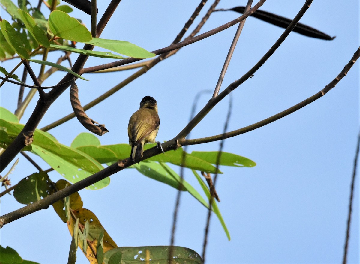 Olivaceous Piculet - ML620648537