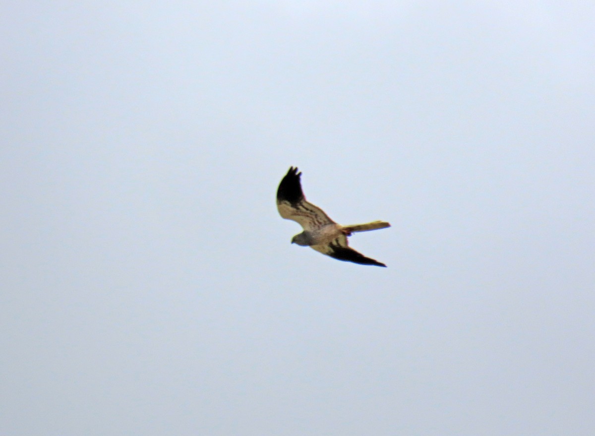 Montagu's Harrier - ML620648539