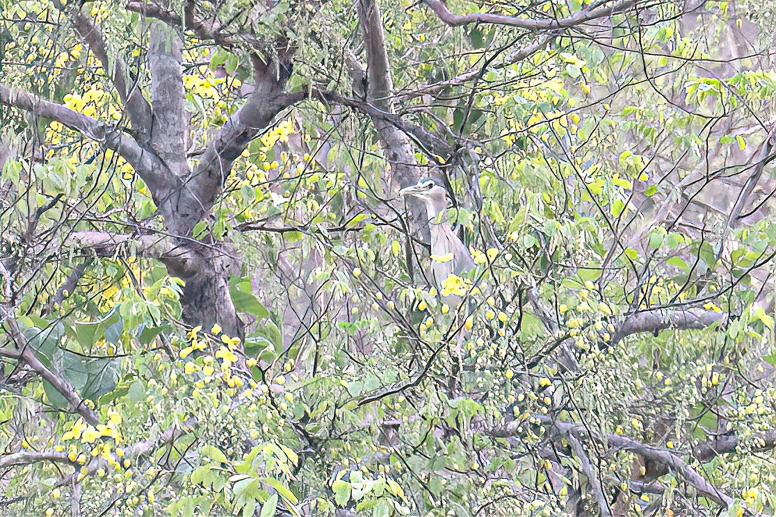 Black-crowned Night Heron (Eurasian) - ML620648545