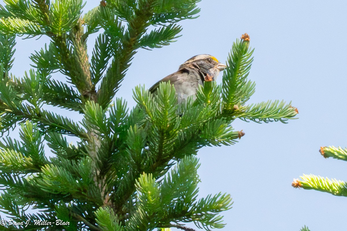 White-throated Sparrow - ML620648546