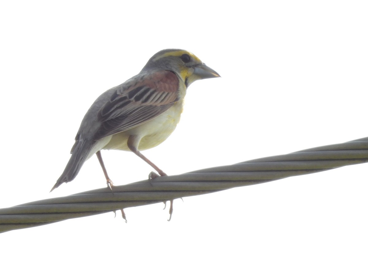 Dickcissel d'Amérique - ML620648547