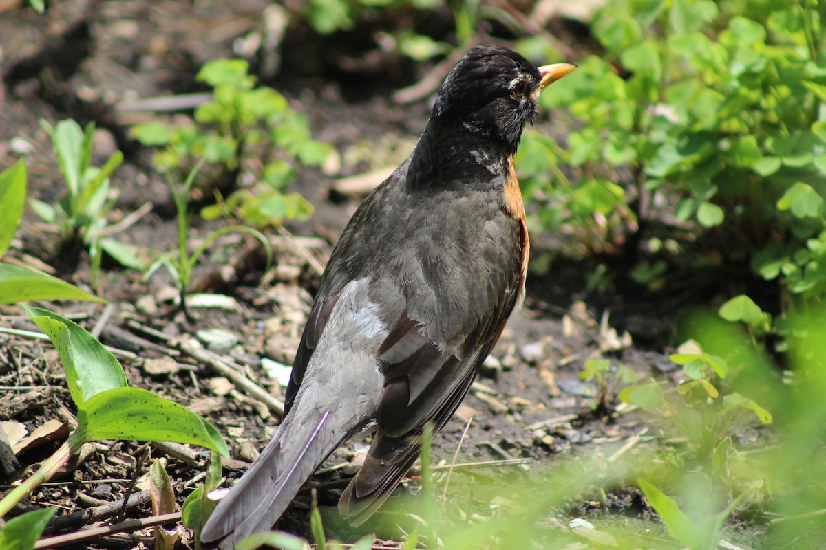 American Robin - ML620648548