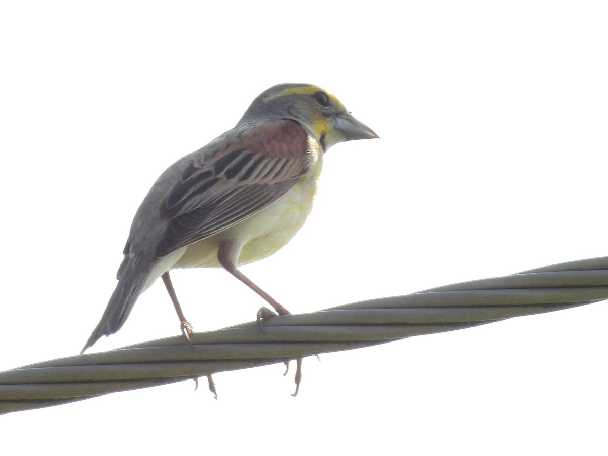 Dickcissel - Bill Nolting