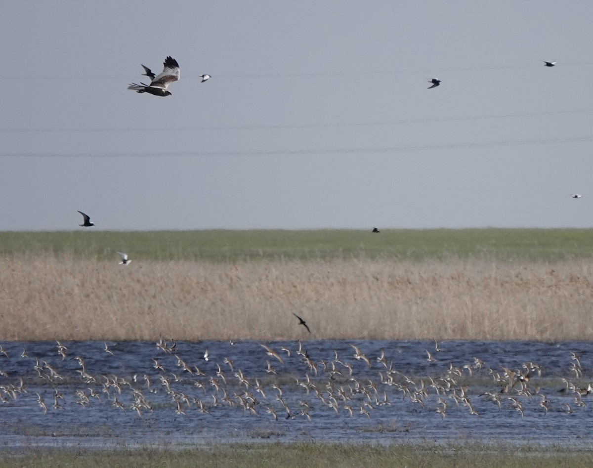 Western Marsh Harrier - ML620648551