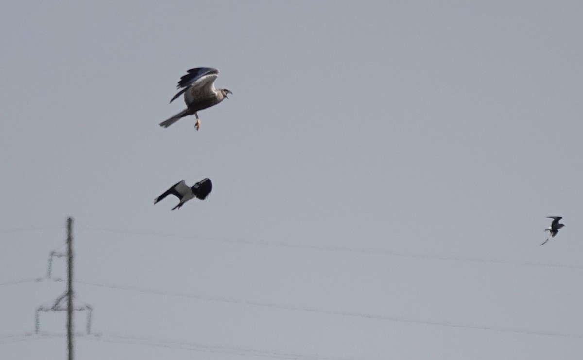 Western Marsh Harrier - ML620648552