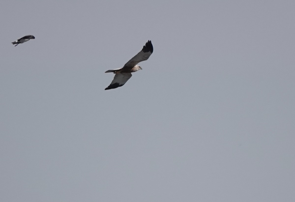 Western Marsh Harrier - ML620648553