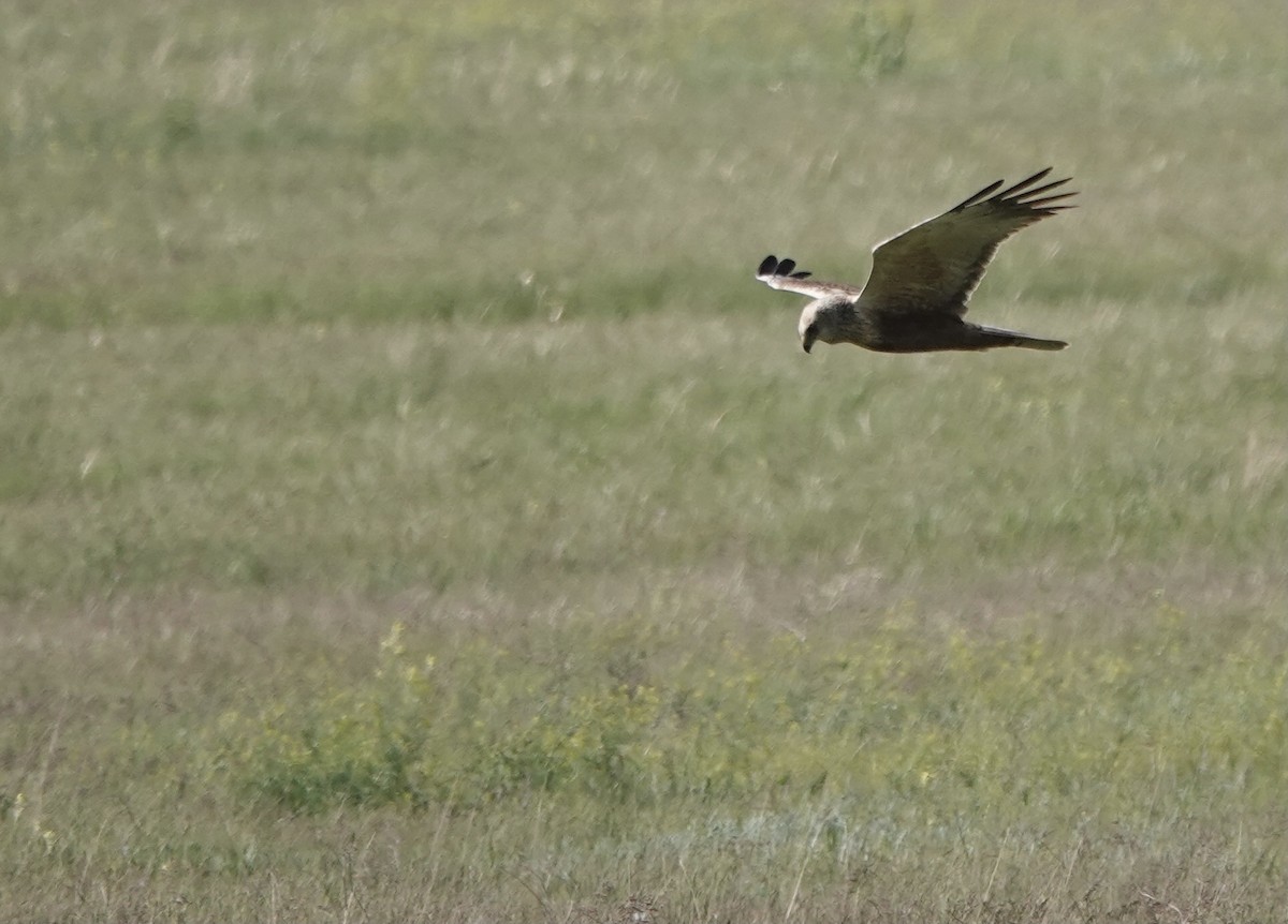 Western Marsh Harrier - ML620648554