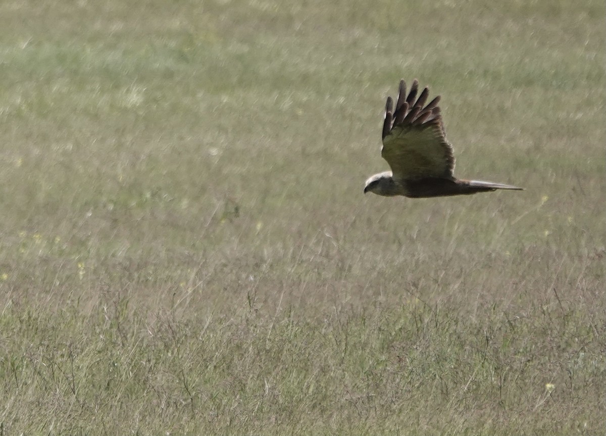 Western Marsh Harrier - ML620648555