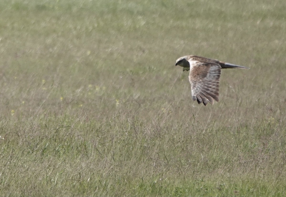 Western Marsh Harrier - ML620648556