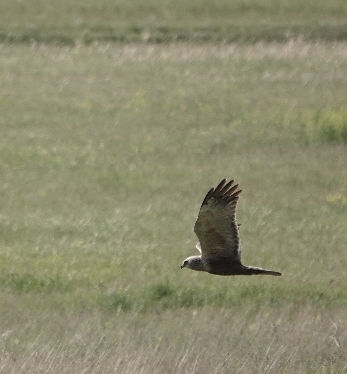 Western Marsh Harrier - ML620648557