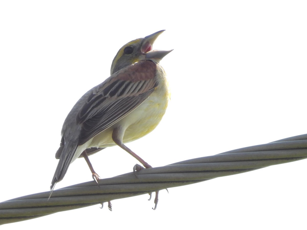 Dickcissel - ML620648559