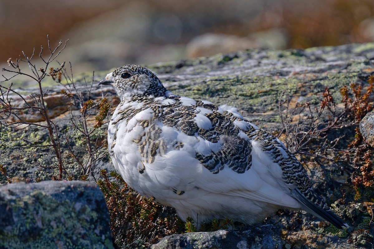 Rock Ptarmigan - ML620648560