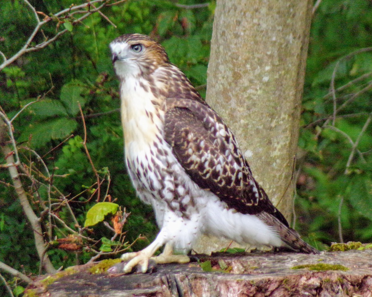 Red-tailed Hawk - Hudson Zentz