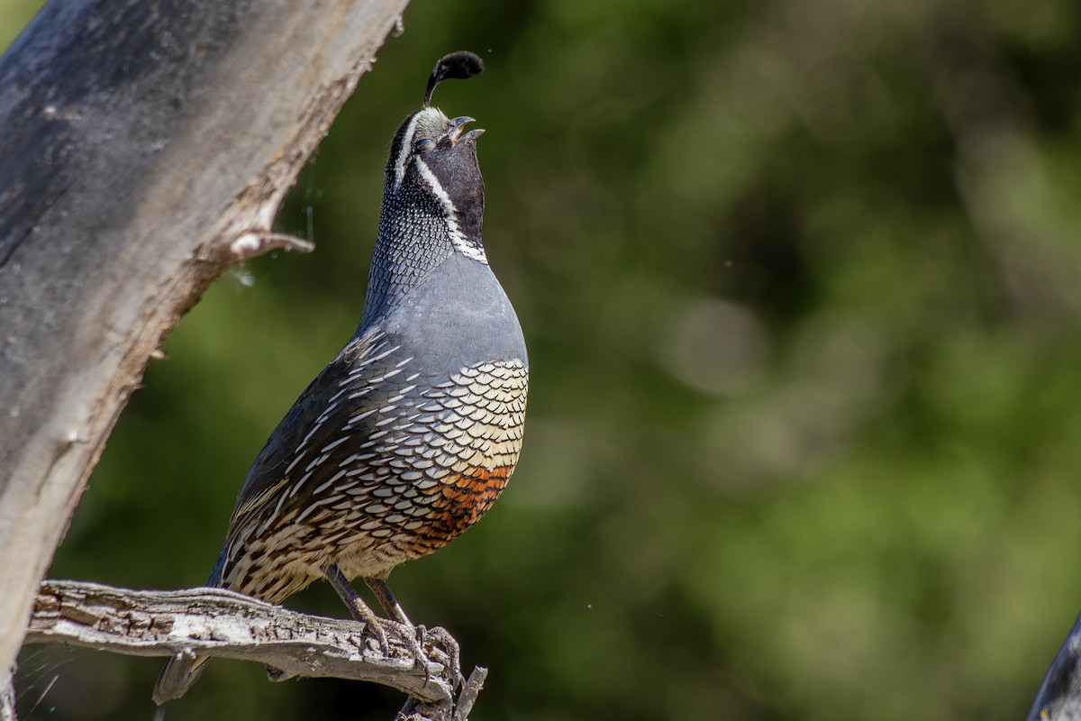 California Quail - ML620648565