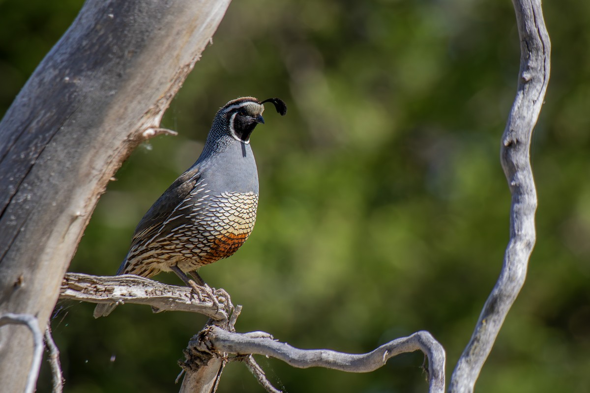 California Quail - ML620648566