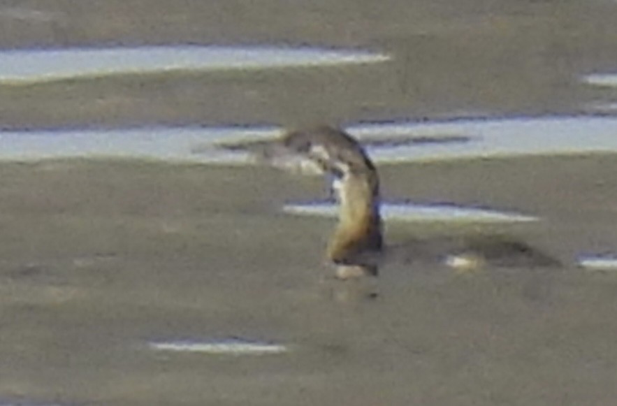 Pied-billed Grebe - ML620648569