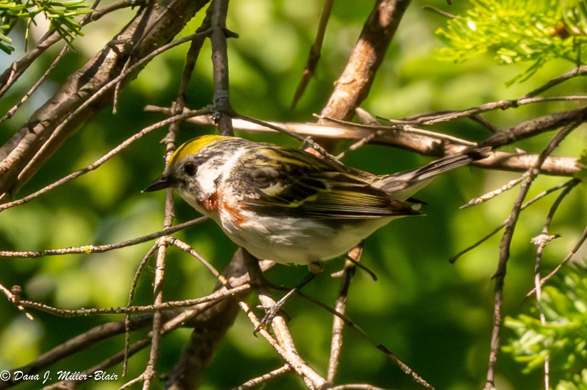 Chestnut-sided Warbler - ML620648570