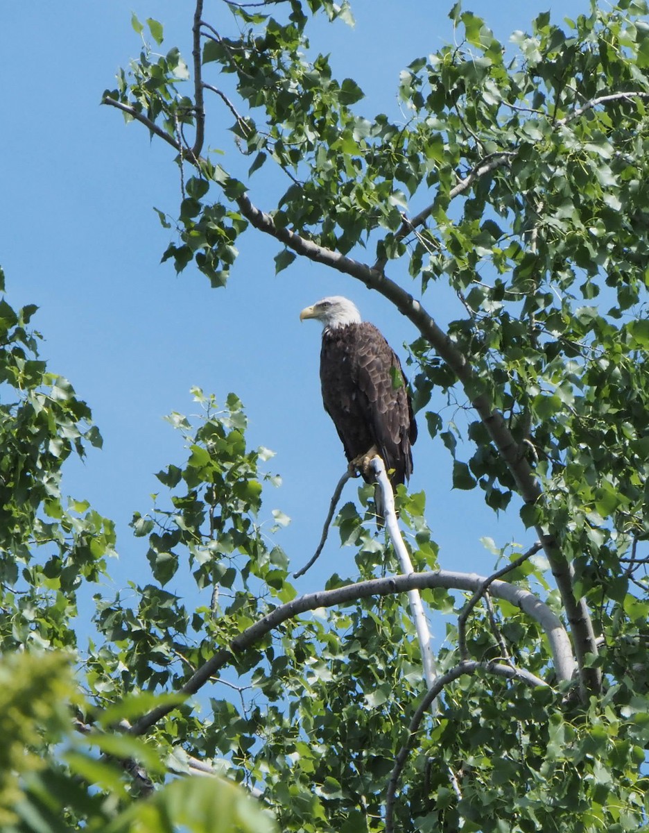 ハクトウワシ - ML620648572