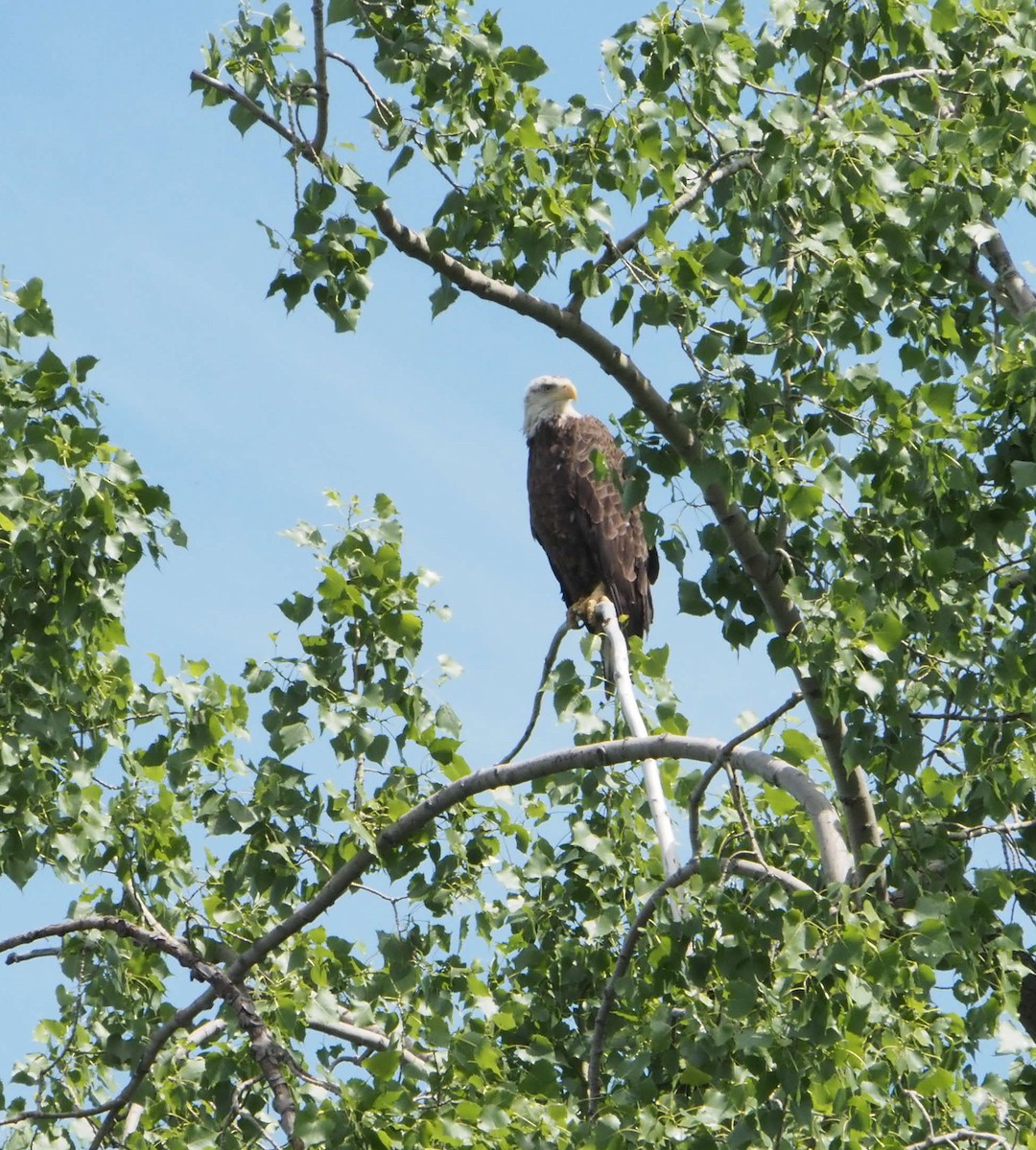 ハクトウワシ - ML620648573