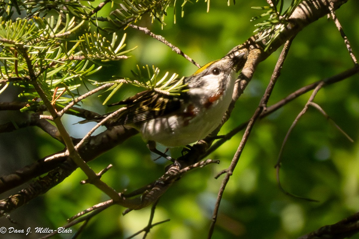 Chestnut-sided Warbler - ML620648574